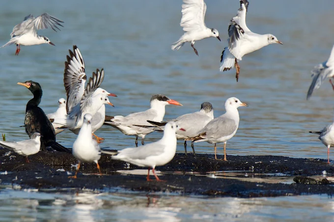 Lutembe Bird Sanctuary